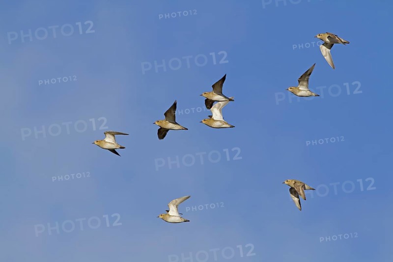Eurasian Golden Plover
