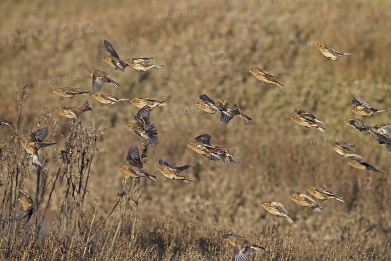 Twite