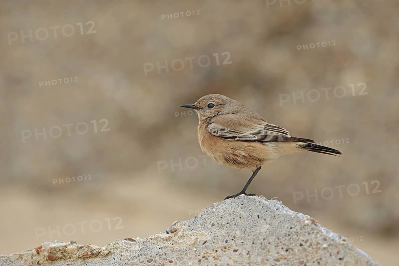 Desert Wheatear