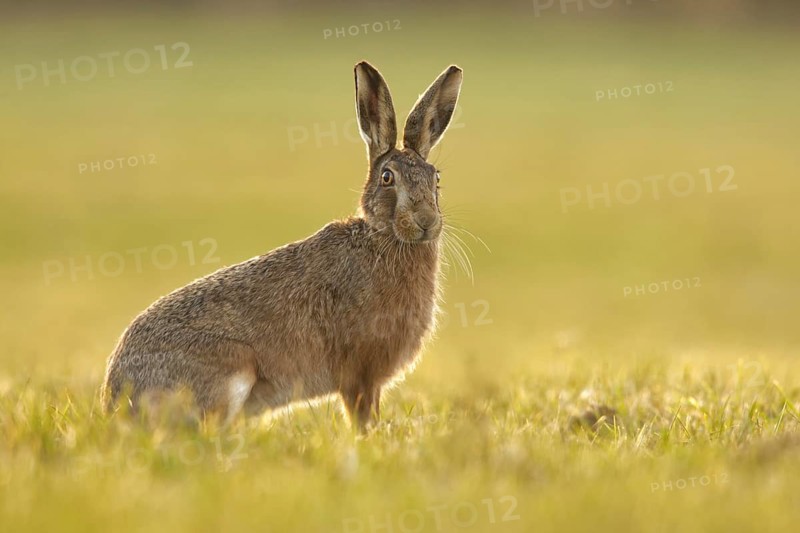 European Hare