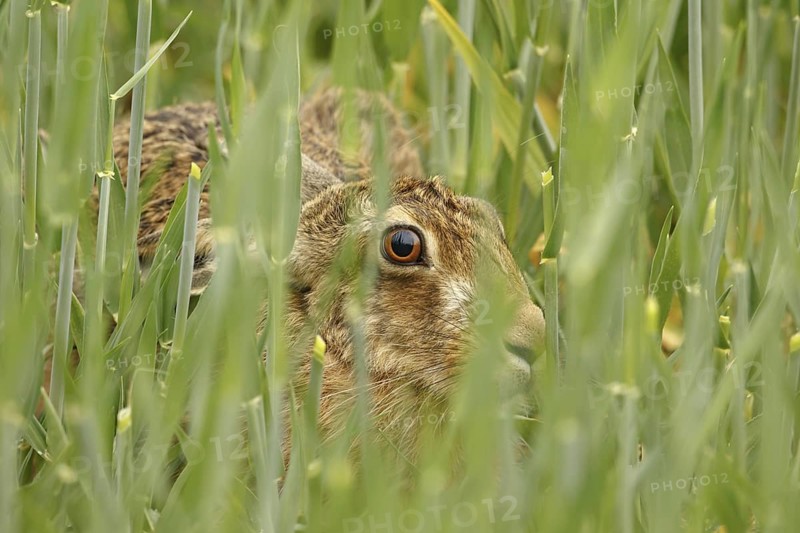 European Hare