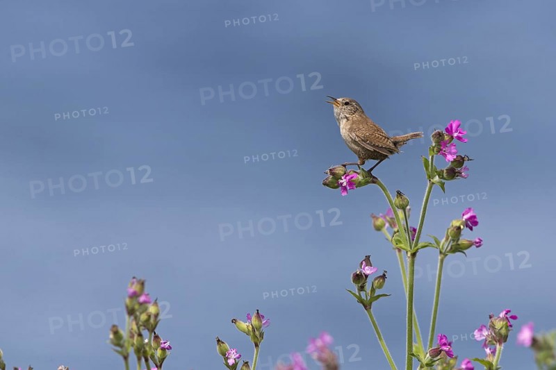 Eurasian Wren