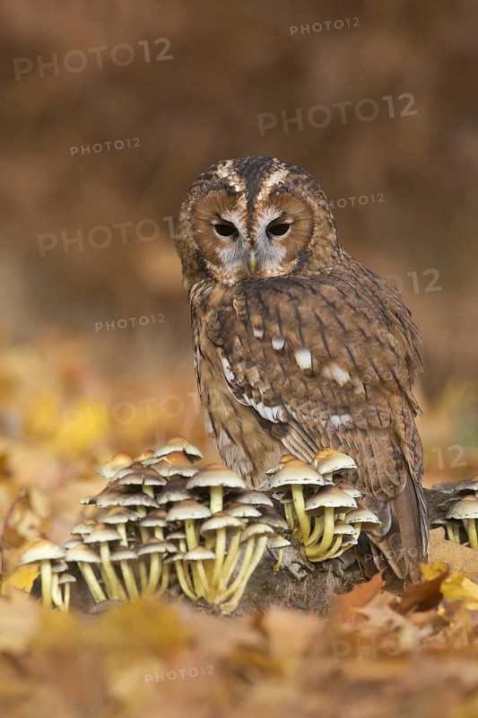 Tawny Owl