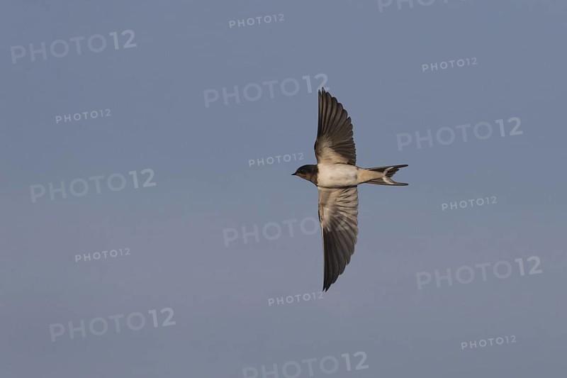 Barn Swallow
