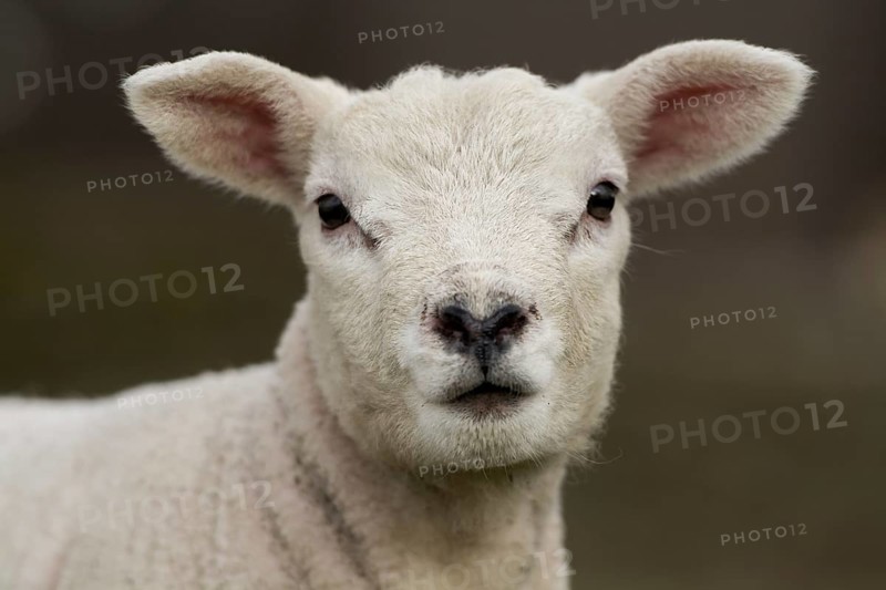 Alert Texel lambs out in pasture