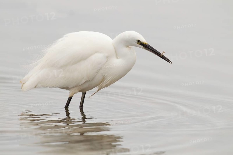 Adult Little Egret