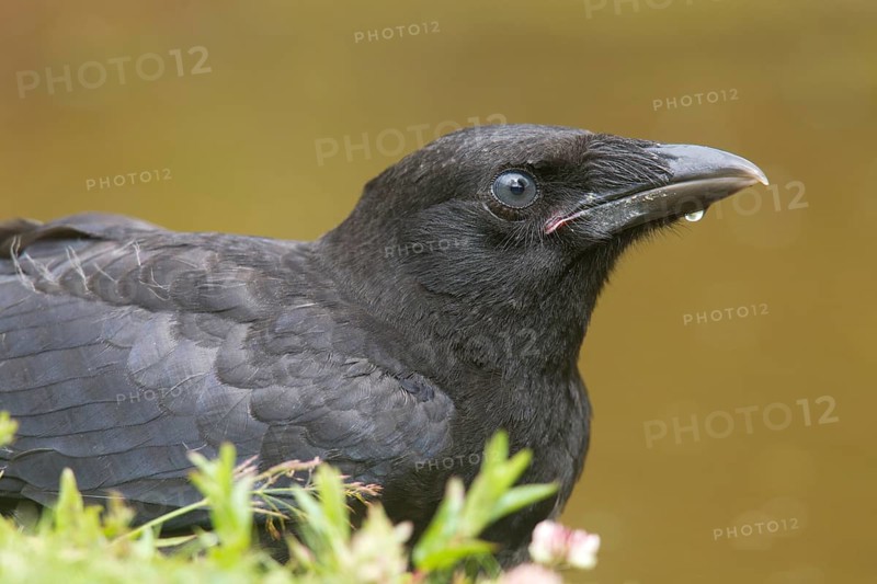 Close up of juvenile Carrion Crow