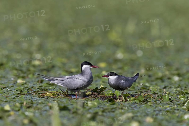Whiskered Tern