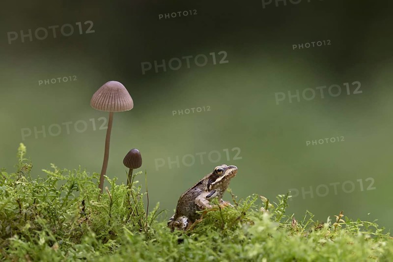 Common Frog