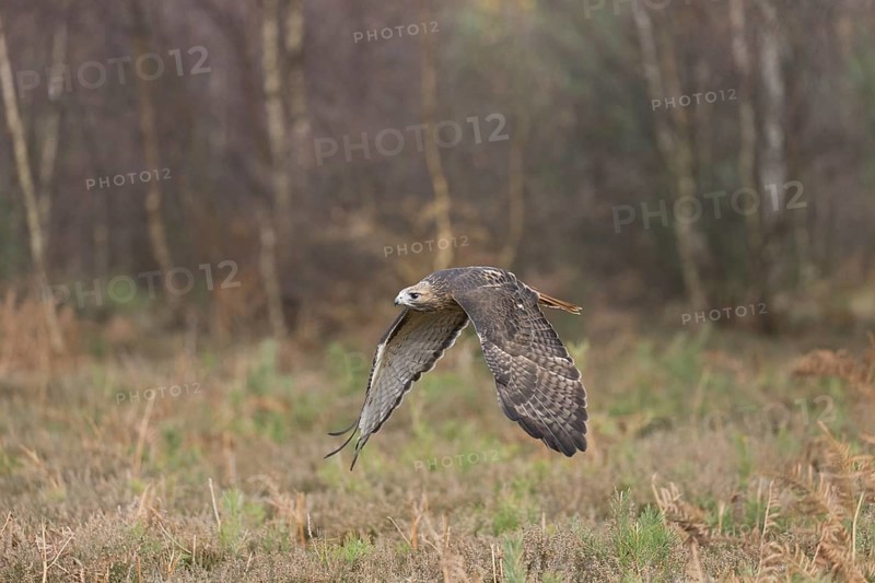 Red-tailed Hawk