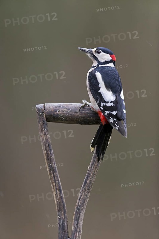 Great Spotted Woodpecker
