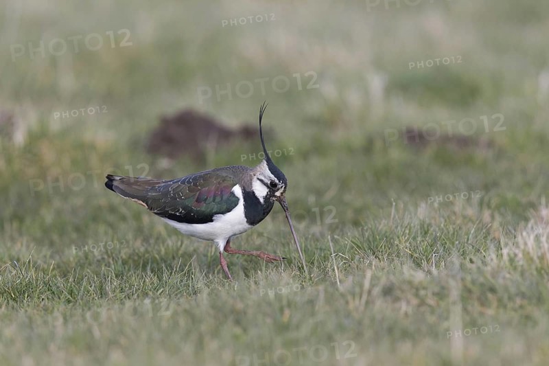 Northern Lapwing