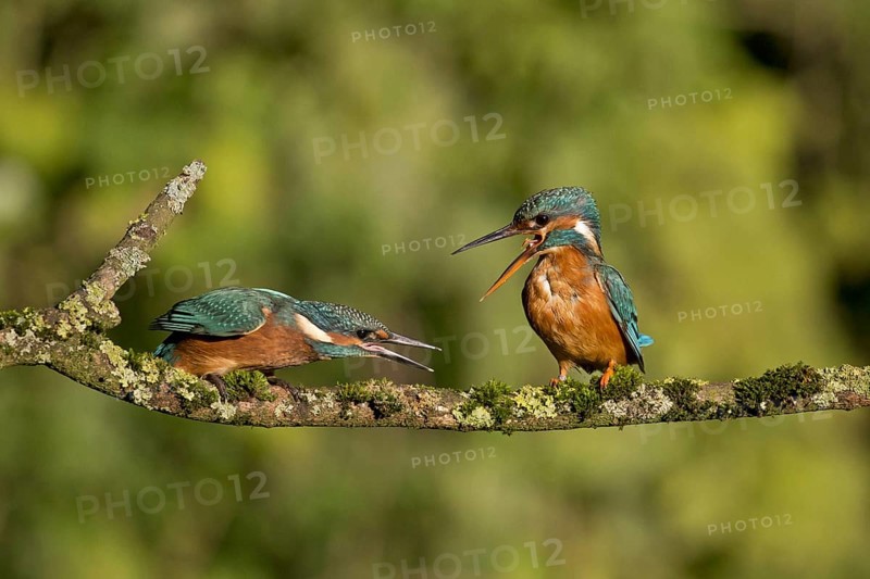 Common Kingfisher