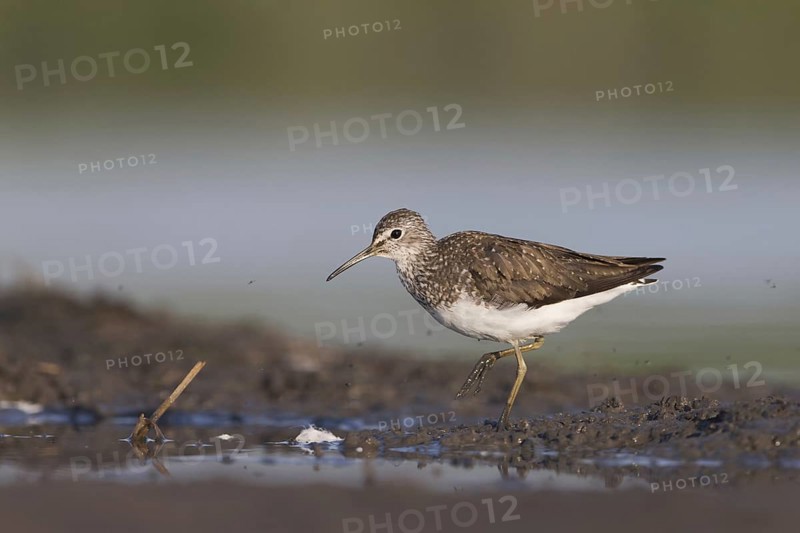 Green Sandpiper