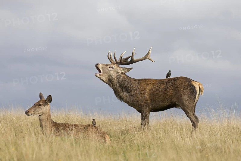 Red Deer