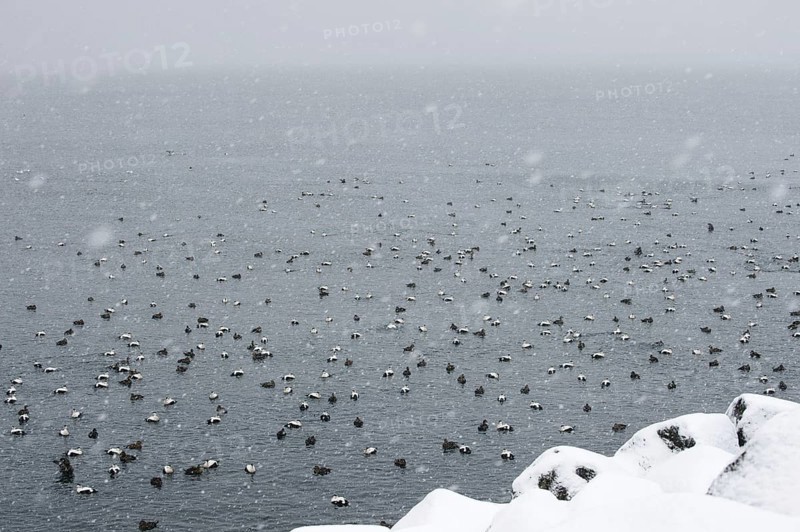 Common Eider