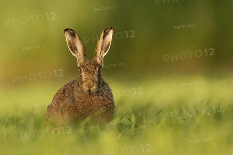 European Hare