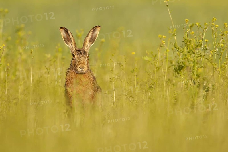 European Hare