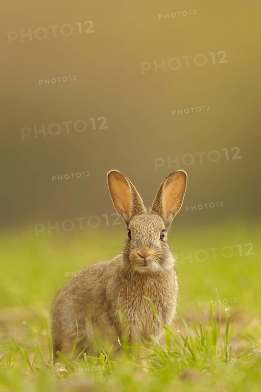 European Rabbit