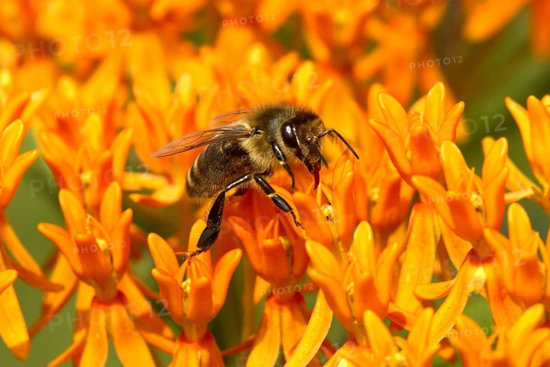 Western Honey Bee