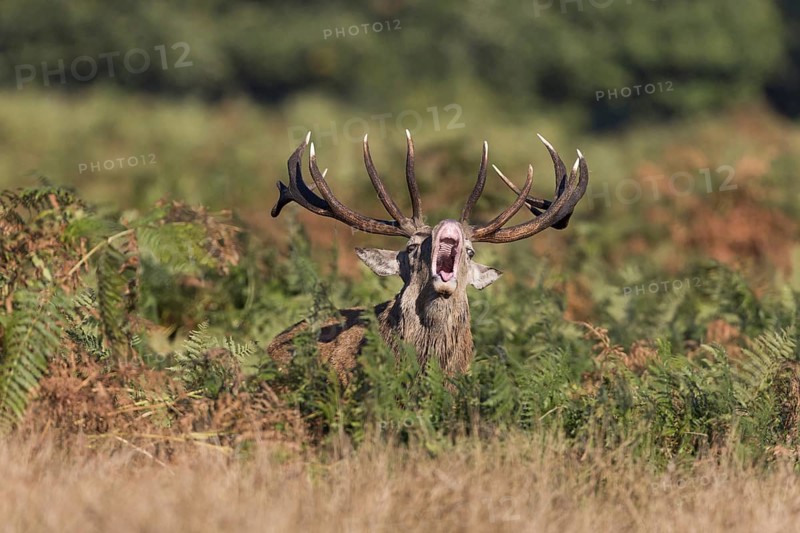 Red Deer
