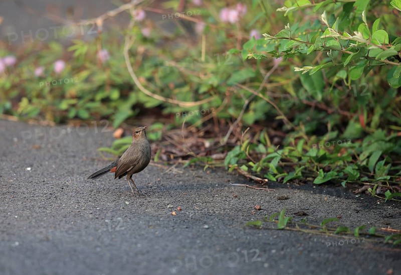 Indian Robin