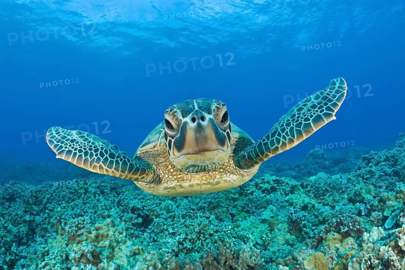 Green turtle (Chelonia mydas)