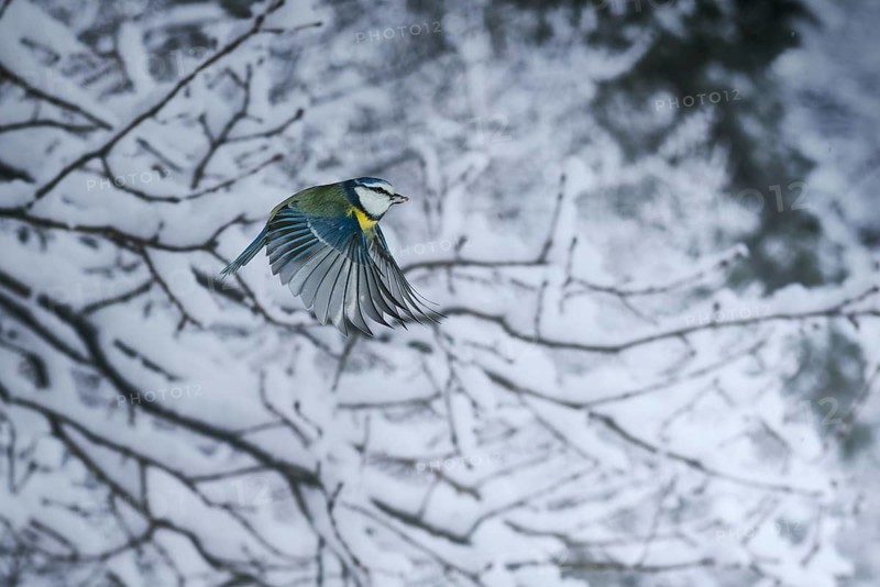 Blue tit