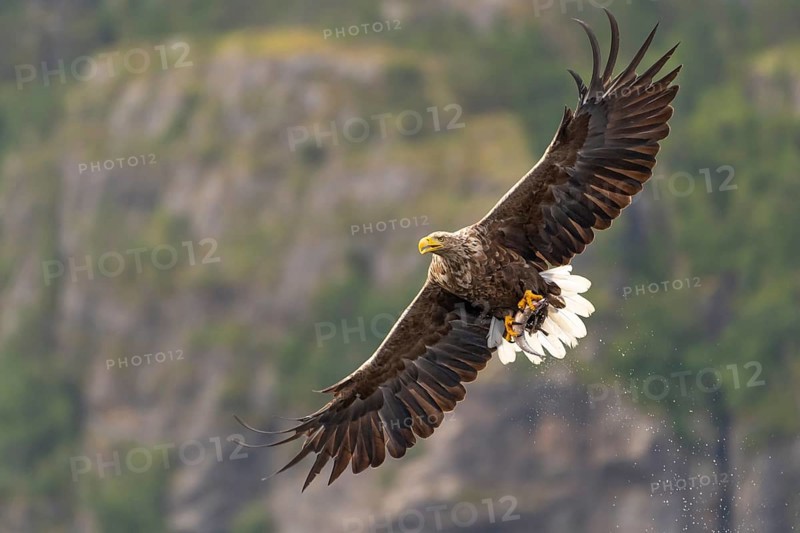 White-tailed eagle