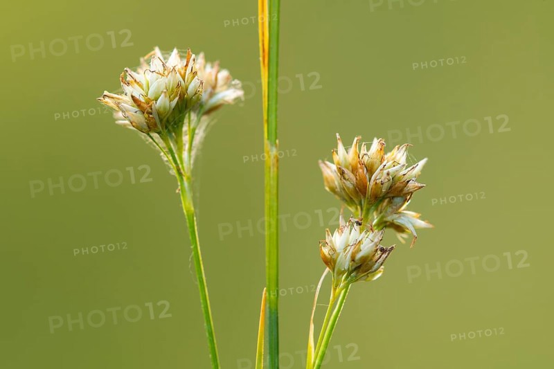 White beak-sedge