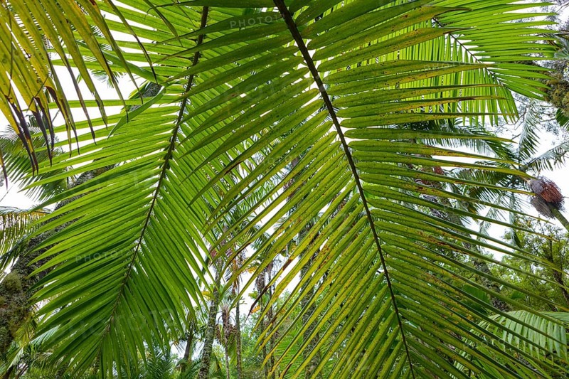 Tree ferns