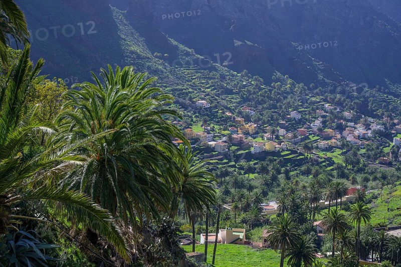 Canary island date palm