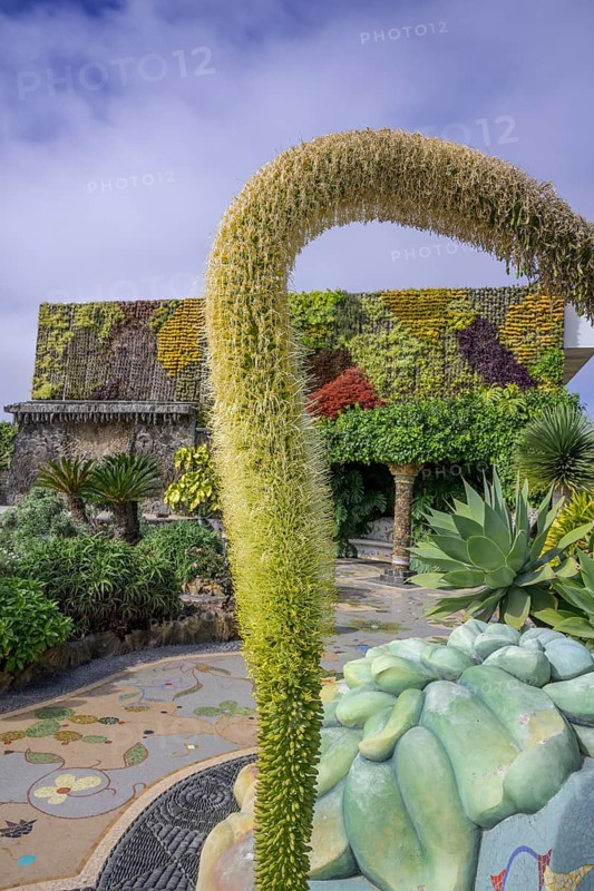 Flowering Dragon Tree Agave or lion's tail