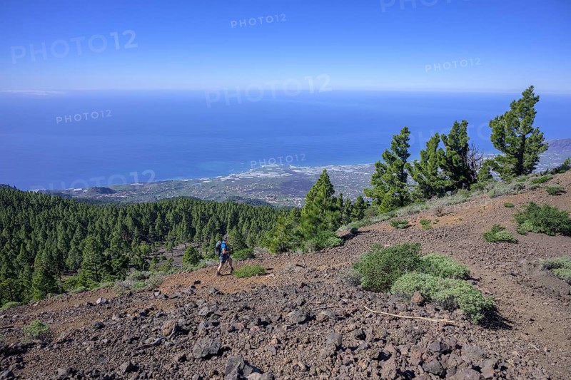 The canary island pine