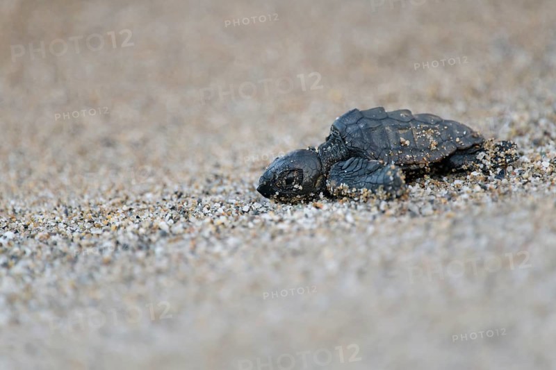 Loggerhead sea turtle