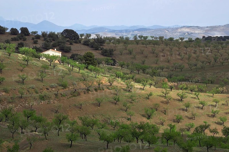 House in the middle of an almond plantation