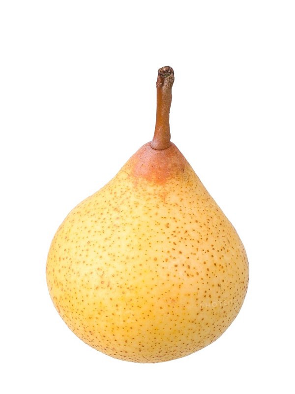 Pear variety Kirchensaller Mostbirne