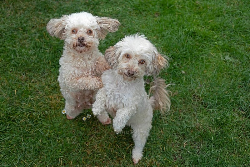 Two Bolonka Zwetna dogs sit up and beg