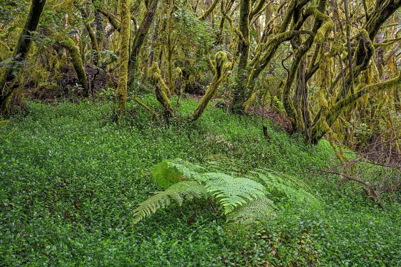 Fern and laurel forest at El Cedro