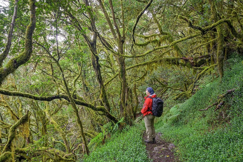 Woman standing in the laurel forest near El Cedro