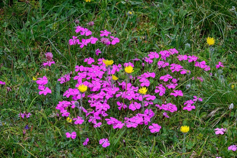Wood pink