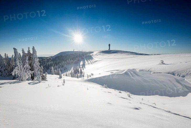 Snow-covered spruces
