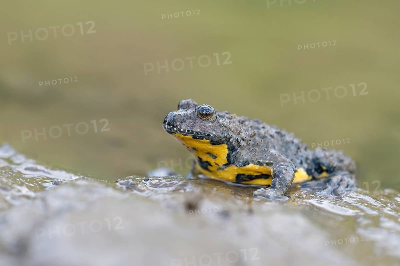 Yellow-bellied toad