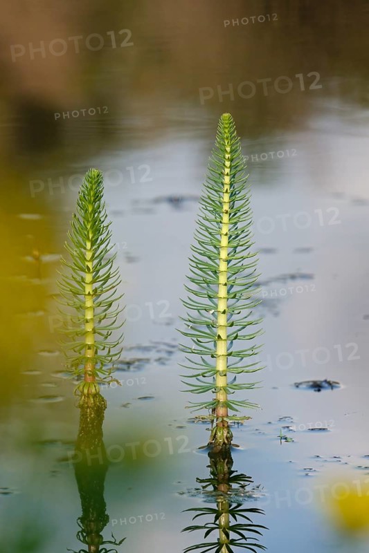 Common common mare's tail