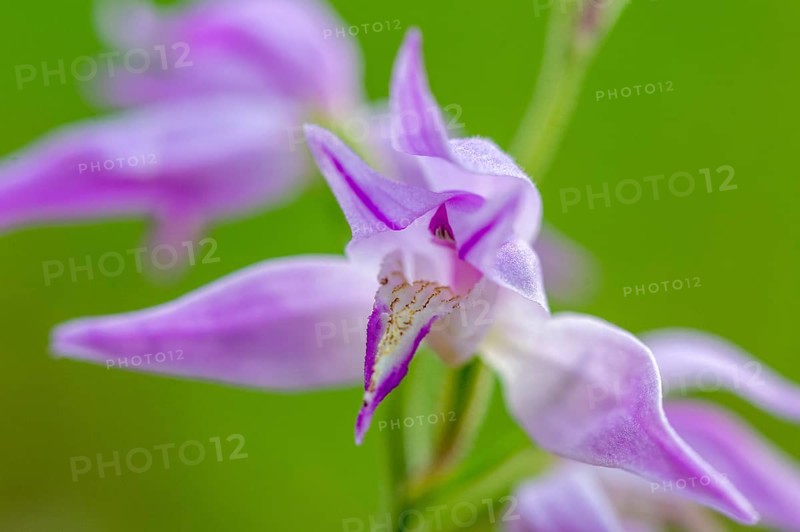 Helleborine