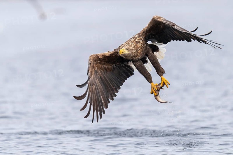 White-tailed eagle