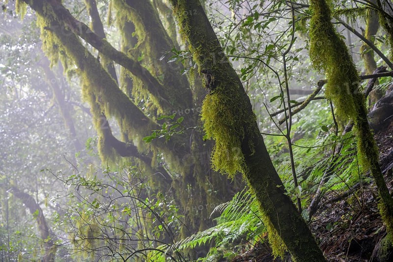 Laurel forest near El Cedro