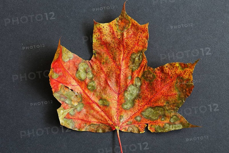 Colourful Mable Leaf
