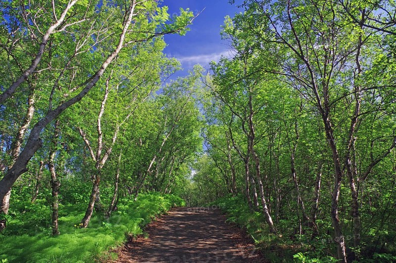 Natural forest in spring