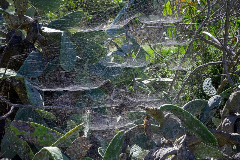 Spider web of the tropical tent-web spider